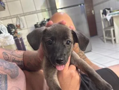 Cachorro raça SRD-ViraLata idade 2 a 6 meses nome Amora