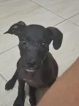 simba 