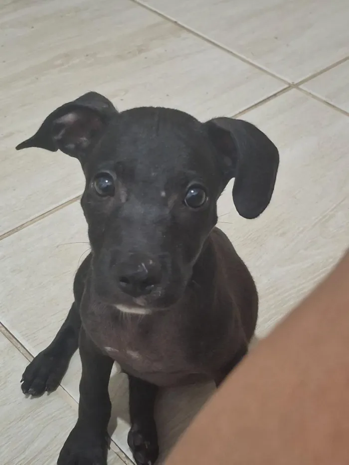 Cachorro raça SRD-ViraLata idade 2 a 6 meses nome simba 
