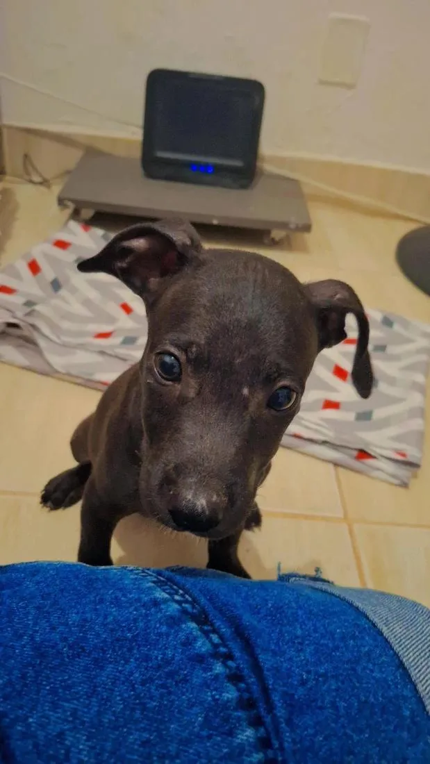 Cachorro raça SRD-ViraLata idade 2 a 6 meses nome simba 
