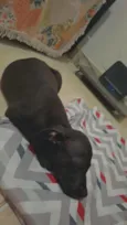 simba 