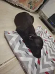 simba 