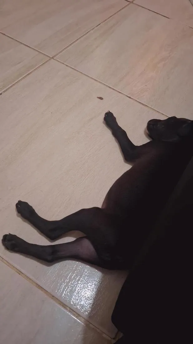 Cachorro raça SRD-ViraLata idade 2 a 6 meses nome simba 