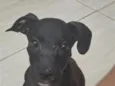 simba 
