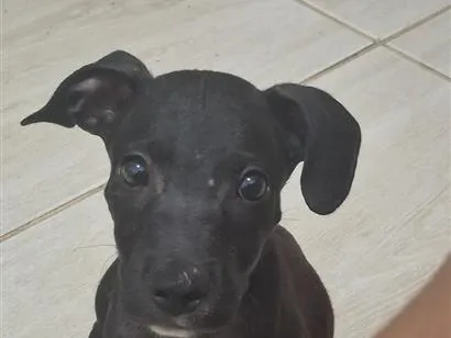 Cachorro raça SRD-ViraLata idade 2 a 6 meses nome simba 