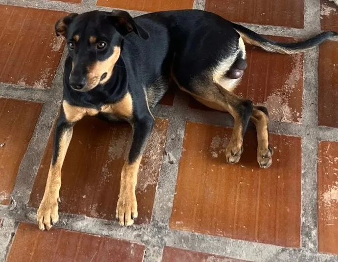 Cachorro raça SRD-ViraLata idade 1 ano nome Hulk