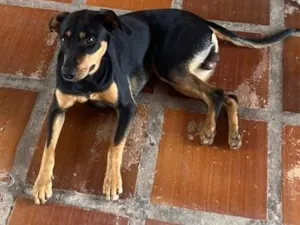 Cachorro raça SRD-ViraLata idade 1 ano nome Hulk