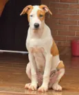 dará 