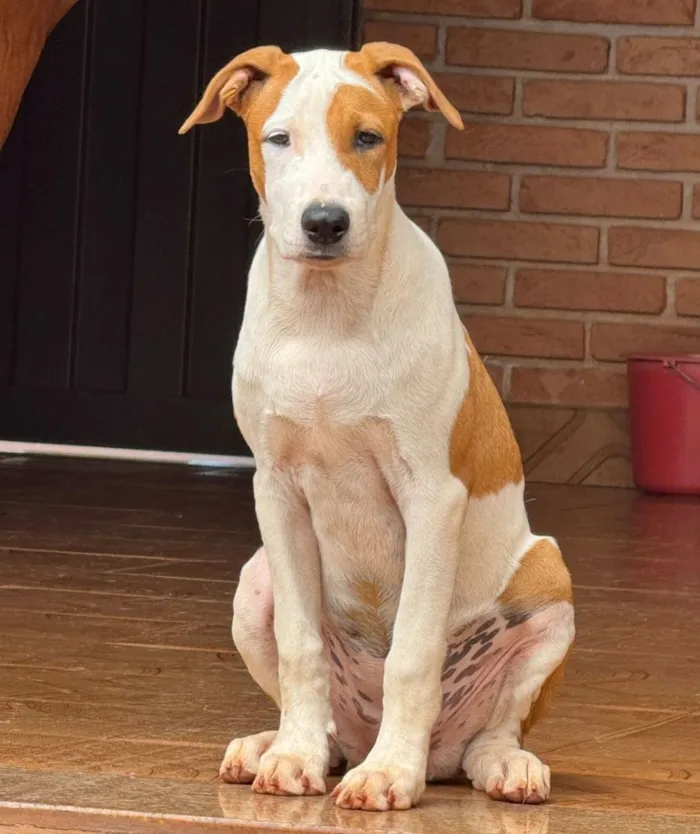 Cachorro raça Pit-Bull idade 7 a 11 meses nome dará 