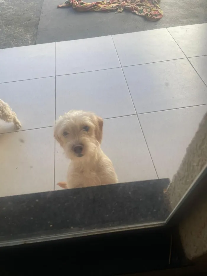 Cachorro raça SRD-ViraLata idade 2 a 6 meses nome Nanda