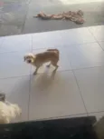 Nanda