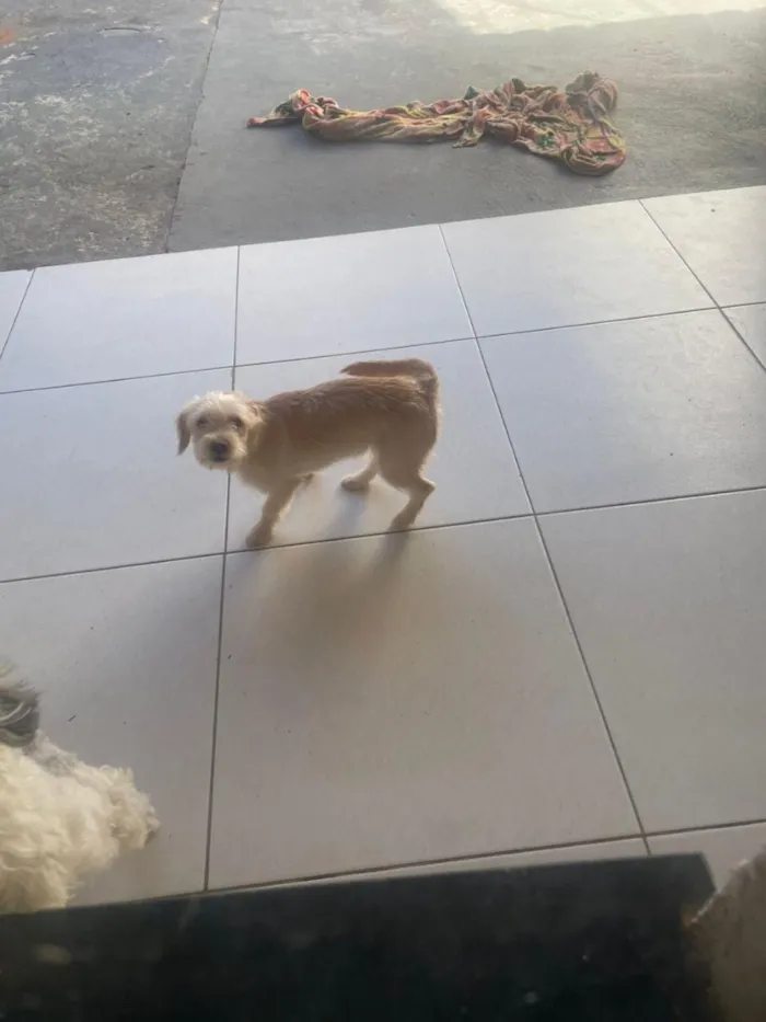 Cachorro raça SRD-ViraLata idade 2 a 6 meses nome Nanda