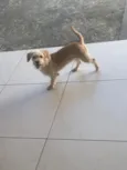 Nanda