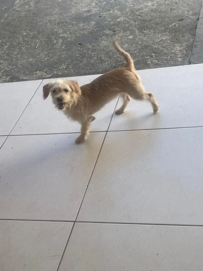Cachorro raça SRD-ViraLata idade 2 a 6 meses nome Nanda