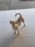 Nanda