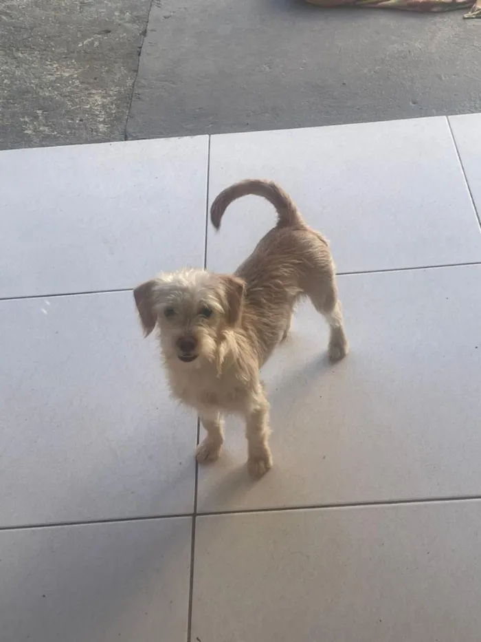 Cachorro raça SRD-ViraLata idade 2 a 6 meses nome Nanda
