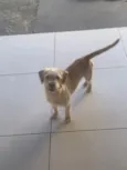 Nanda