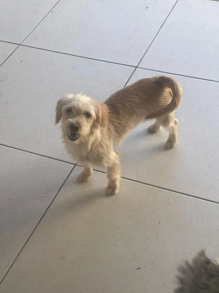 Cachorro raça SRD-ViraLata idade 2 a 6 meses nome Nanda