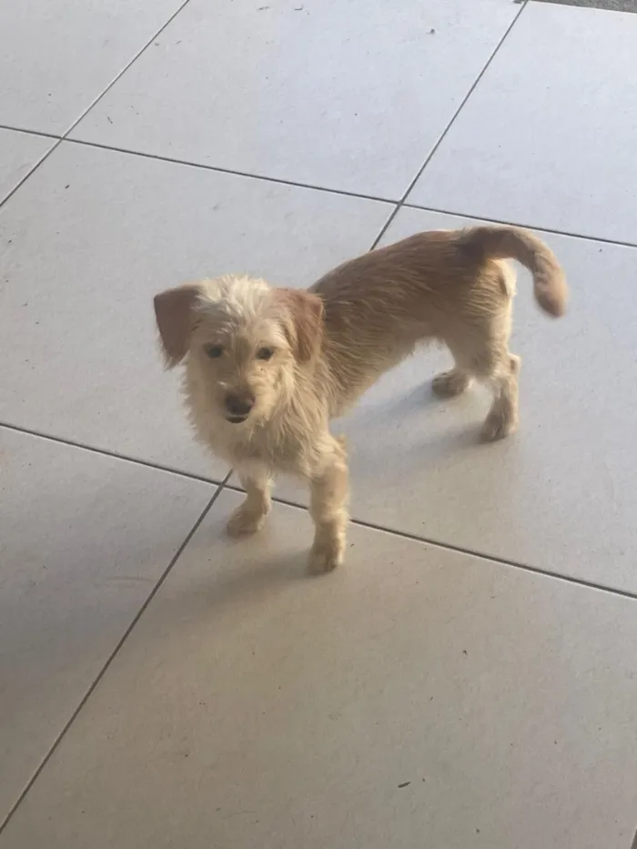 Cachorro raça SRD-ViraLata idade 2 a 6 meses nome Nanda