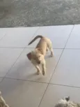 Nanda