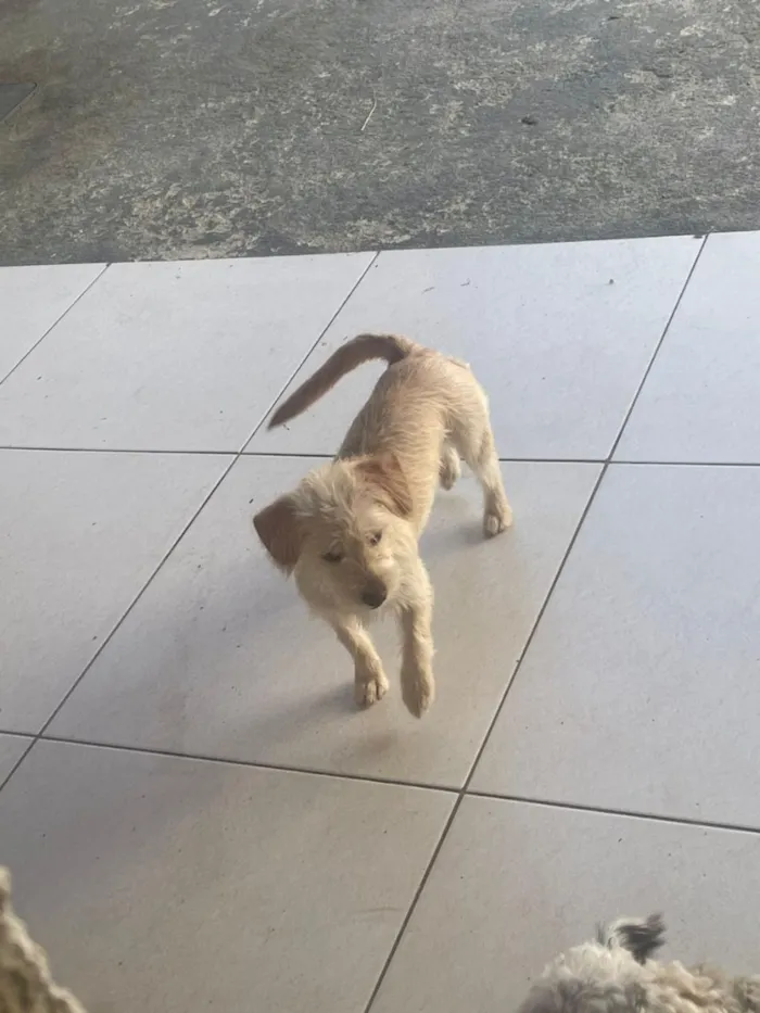 Cachorro raça SRD-ViraLata idade 2 a 6 meses nome Nanda