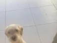 Nanda