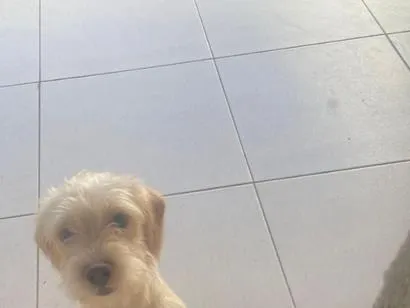 Cachorro raça SRD-ViraLata idade 2 a 6 meses nome Nanda