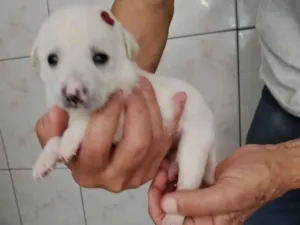 Cachorro raça SRD-ViraLata idade Abaixo de 2 meses nome Branquinha 