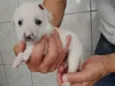 Branquinha