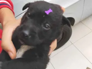 Cachorro raça SRD-ViraLata idade Abaixo de 2 meses nome Safira