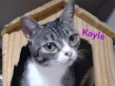 Kayle