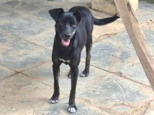 Cachorro raça SRD-ViraLata idade 7 a 11 meses nome Luna