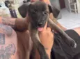 Amora