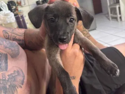 Cachorro raça SRD-ViraLata idade 2 a 6 meses nome Amora