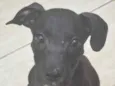 simba 
