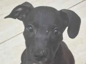 Cachorro raça SRD-ViraLata idade 2 a 6 meses nome simba 
