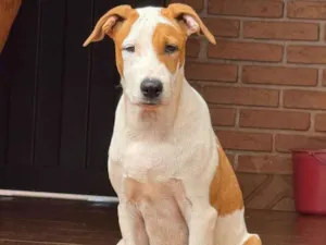 Cachorro raça Pit-Bull idade 7 a 11 meses nome dará 