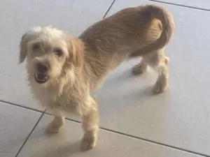 Cachorro raça SRD-ViraLata idade 2 a 6 meses nome Nanda