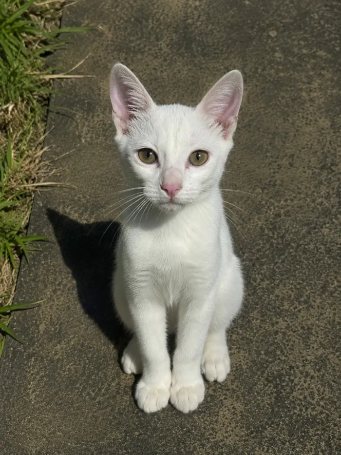 Gato raça SRD-ViraLata idade 7 a 11 meses nome Snow