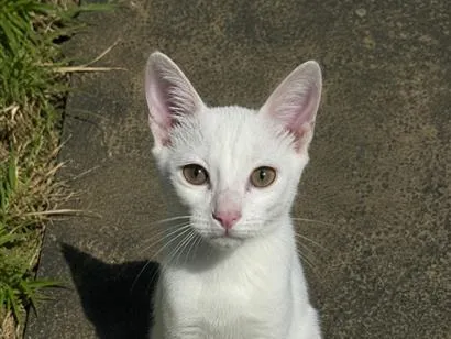 Gato raça SRD-ViraLata idade 7 a 11 meses nome Snow
