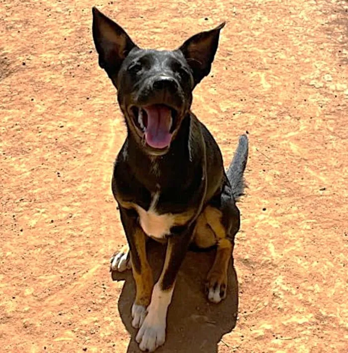Cachorro raça SRD-ViraLata idade 1 ano nome Paçoca