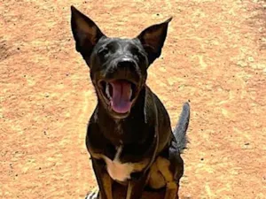 Cachorro raça SRD-ViraLata idade 1 ano nome Paçoca