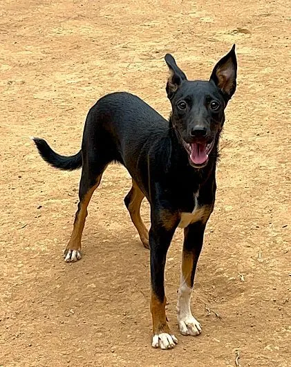 Cachorro raça SRD-ViraLata idade 1 ano nome Paçoca