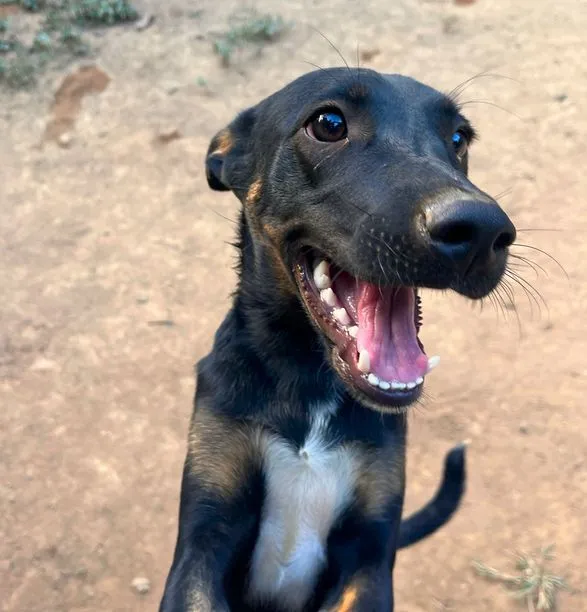 Cachorro raça SRD-ViraLata idade 1 ano nome Paçoca