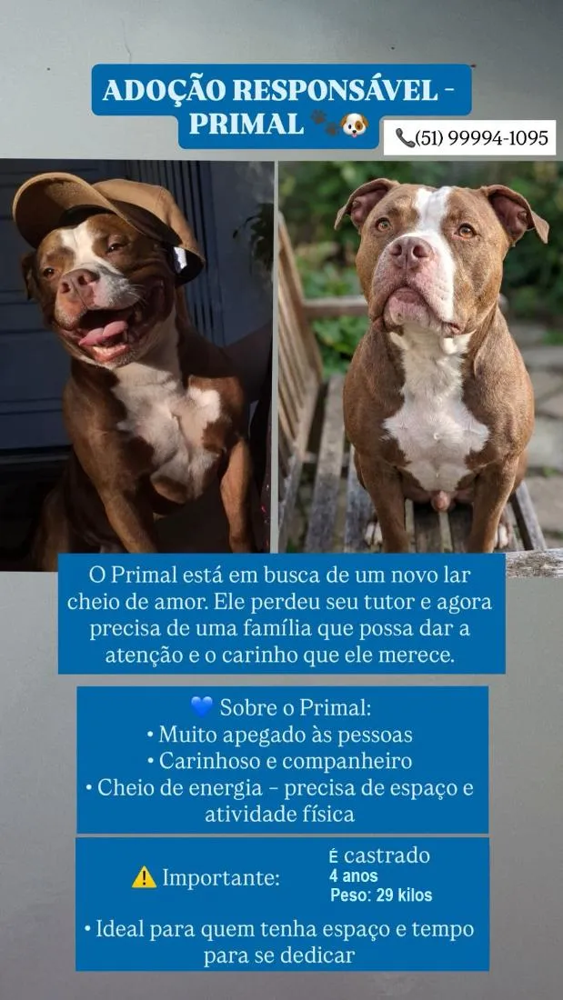 Cachorro raça Pit-Bull idade 4 anos nome Primal