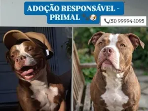 Cachorro raça Pit-Bull idade 4 anos nome Primal