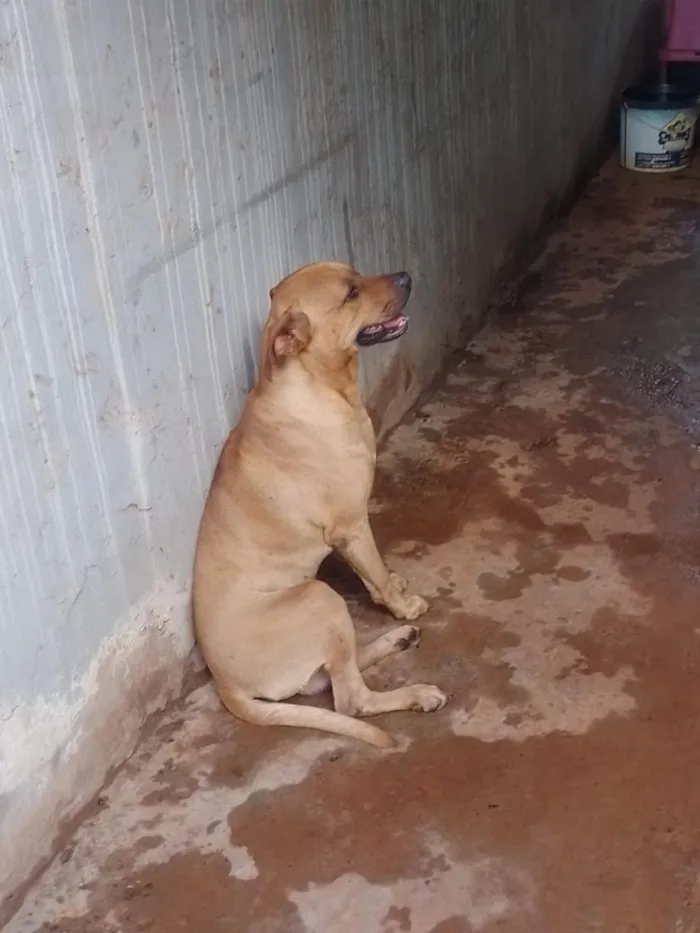 Cachorro raça SRD-ViraLata idade 2 anos nome Eros