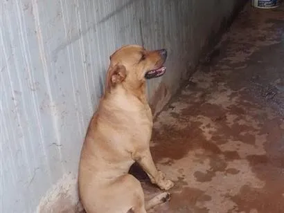 Cachorro raça SRD-ViraLata idade 2 anos nome Eros