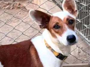 Cachorro raça SRD-ViraLata idade 1 ano nome Mel