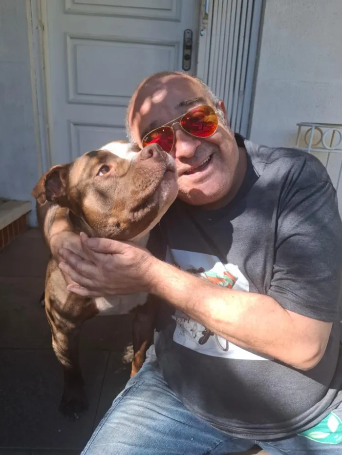Cachorro raça Pit-Bull idade 4 anos nome Primal